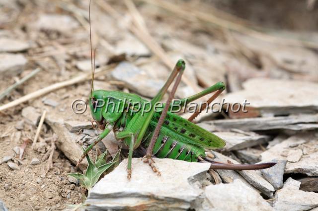decticus 2.JPG - Decticus sp. Sauterelle DectiqueWart-biter cricketOrthoptera, Tettigoniidae, DecticinaeFrance